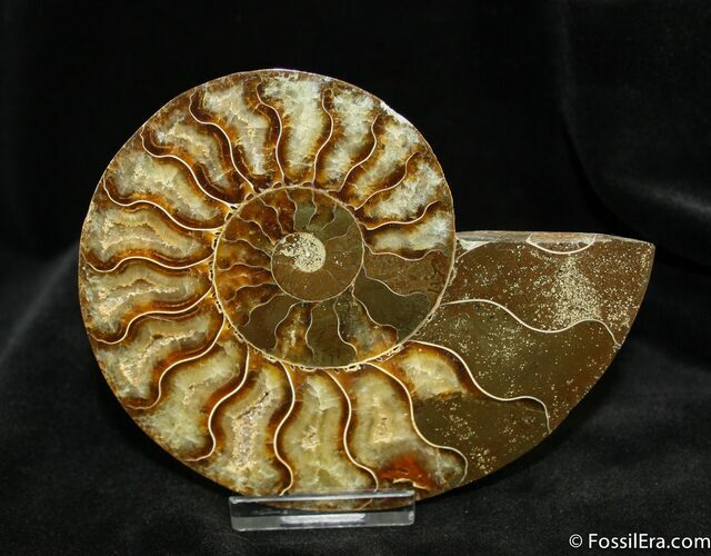 Agatized Inch Polished Ammonite (Half) #1290